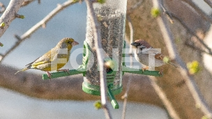 Prihrana divljih ptica